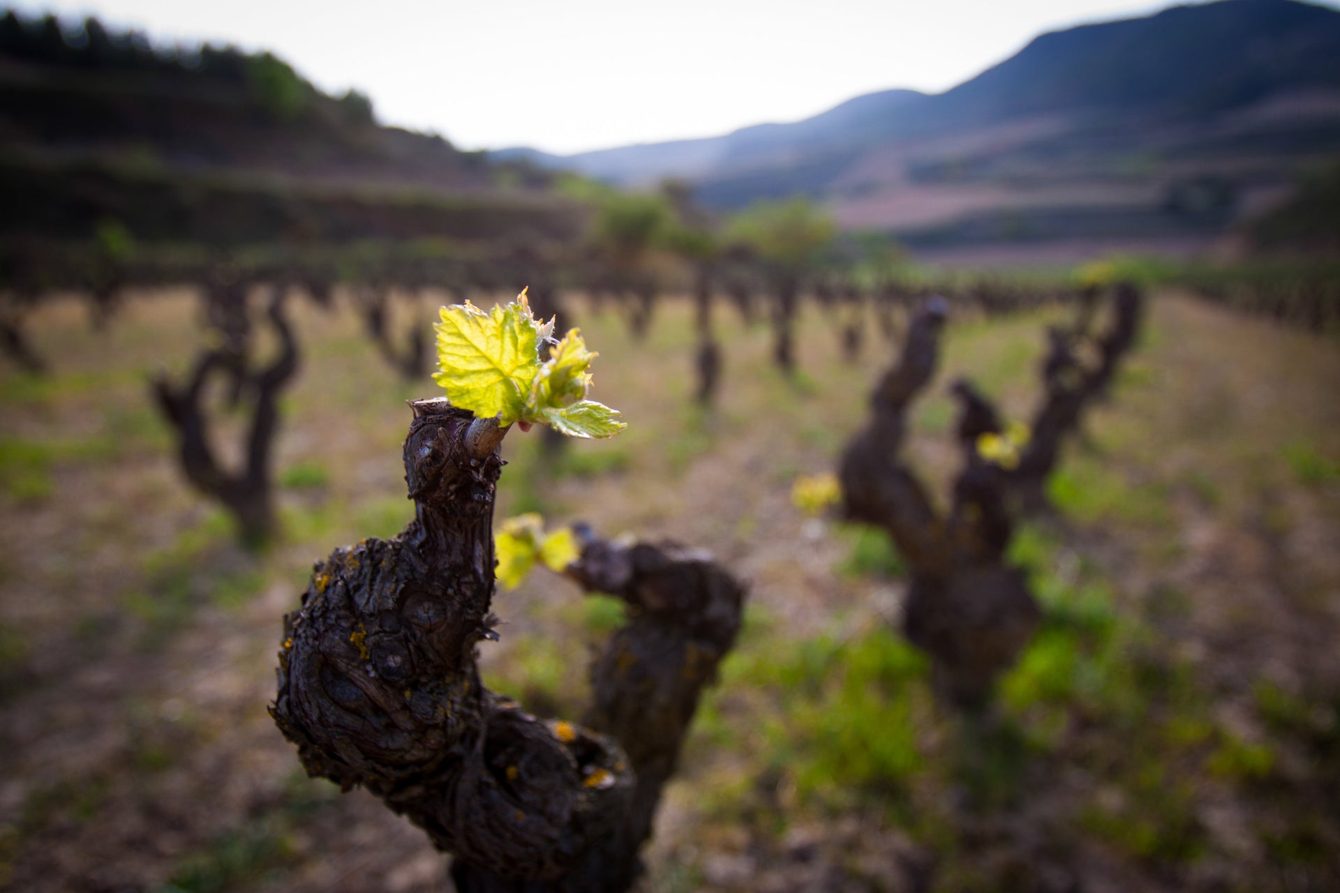 Clos Ibai - Old Vine, Small Plot Rioja