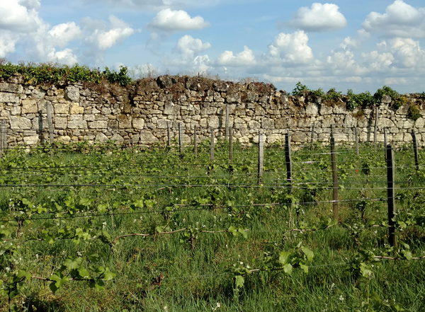 Domaine des Roches Neuves