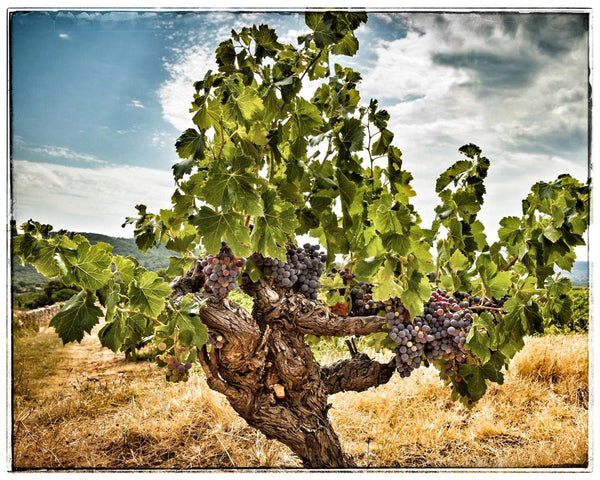 La Réméjeanne: Benchmark Côtes du Rhône