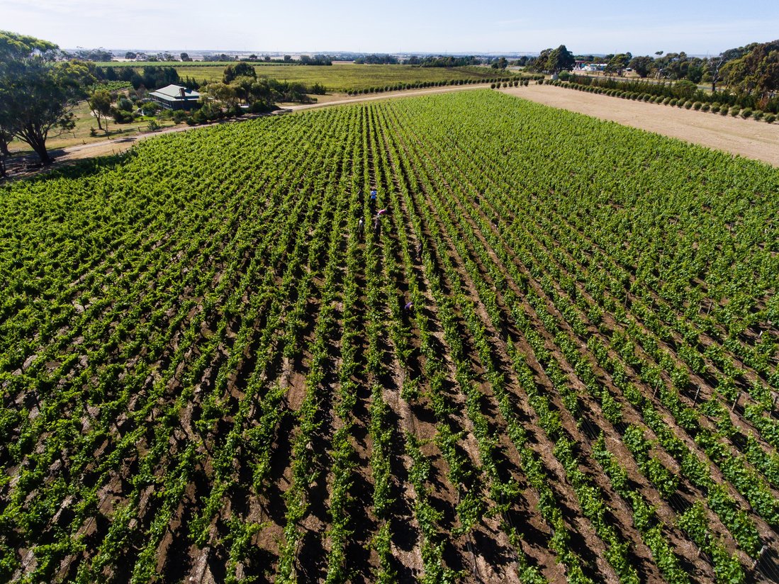 Bannockburn Vineyards: “At its best..."