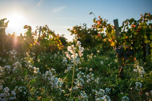 Domaine de Marcoux